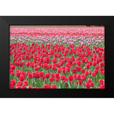 March of the Tulips I Black Modern Wood Framed Art Print by Styber, Dana