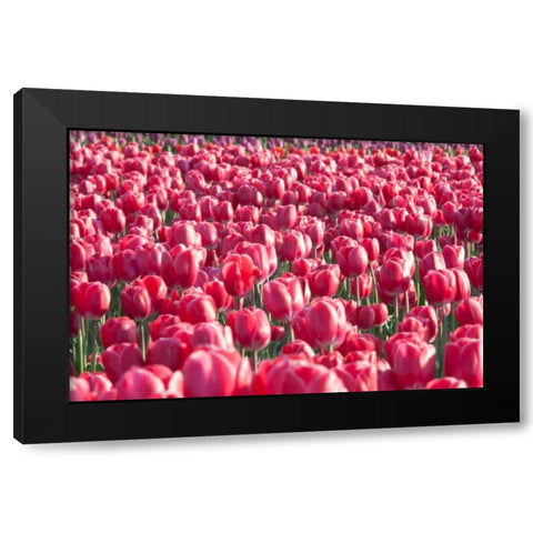Field of Pink Black Modern Wood Framed Art Print with Double Matting by Styber, Dana