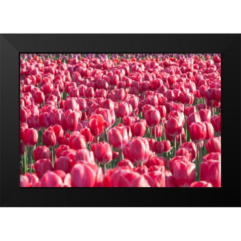Field of Pink Black Modern Wood Framed Art Print by Styber, Dana