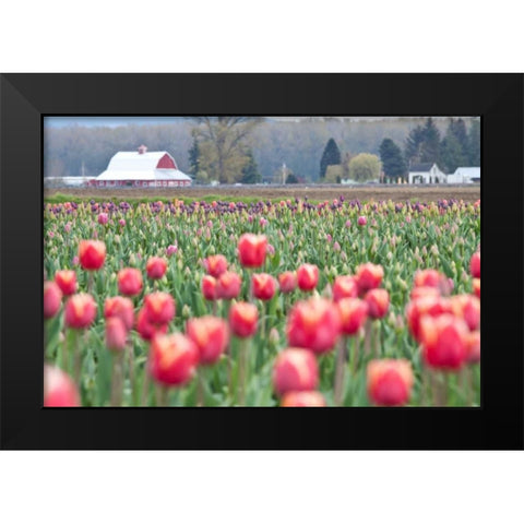 Tulip Homestead Black Modern Wood Framed Art Print by Styber, Dana