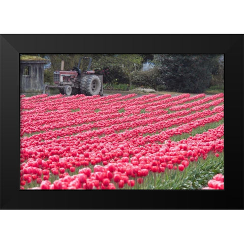 Vibrant Pink Tulips Black Modern Wood Framed Art Print by Styber, Dana