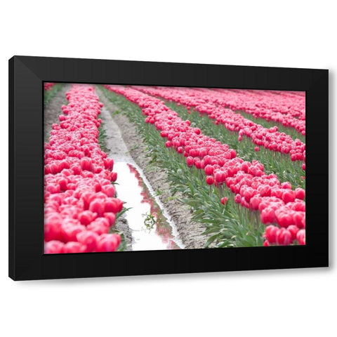Rainy Tulip Field Black Modern Wood Framed Art Print with Double Matting by Styber, Dana