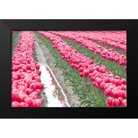 Rainy Tulip Field Black Modern Wood Framed Art Print by Styber, Dana