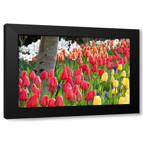 Tulip Bed I Black Modern Wood Framed Art Print with Double Matting by Styber, Dana