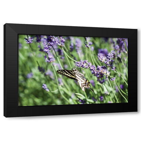 Lavender and Butterfly I Black Modern Wood Framed Art Print with Double Matting by Styber, Dana
