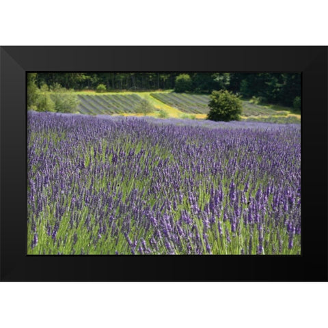 Lavender Field III Black Modern Wood Framed Art Print by Styber, Dana