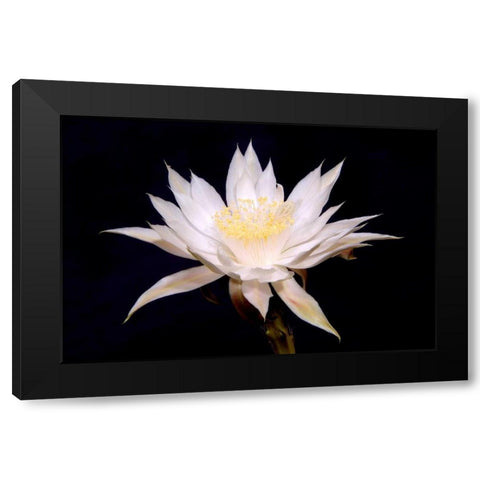 Night Blooms Black Modern Wood Framed Art Print by Taylor, Douglas