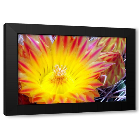 Cactus Flower I Black Modern Wood Framed Art Print by Taylor, Douglas