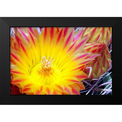 Cactus Flower I Black Modern Wood Framed Art Print by Taylor, Douglas