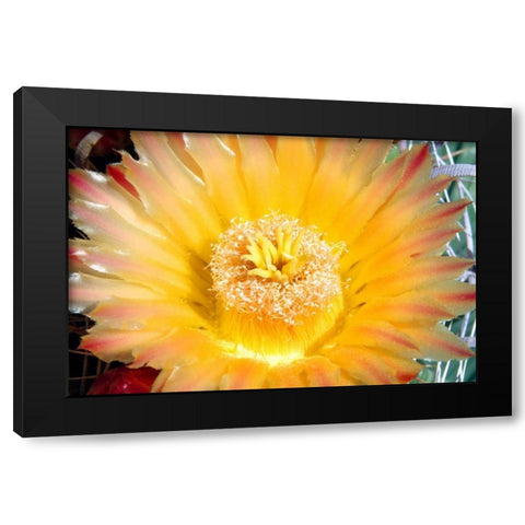 Cactus Flower III Black Modern Wood Framed Art Print by Taylor, Douglas