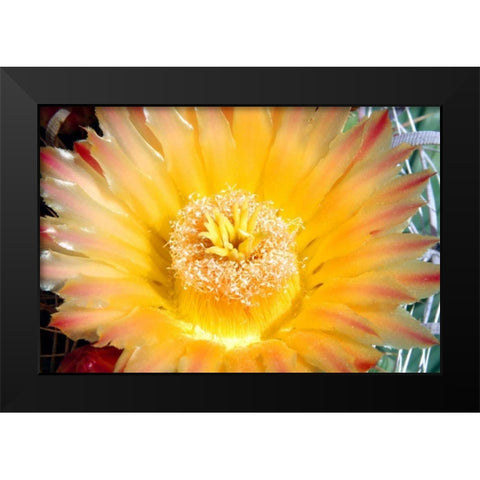 Cactus Flower III Black Modern Wood Framed Art Print by Taylor, Douglas