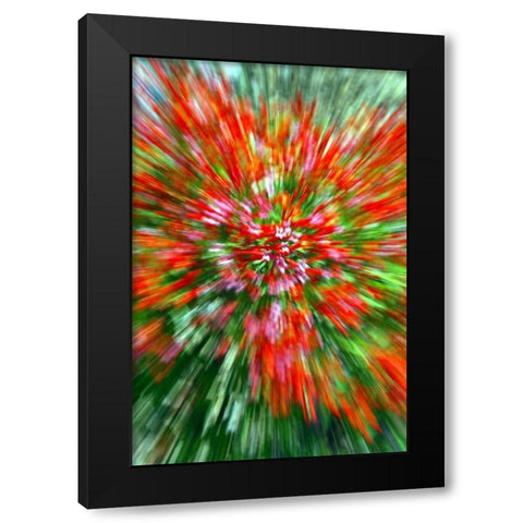 Firecracker Bush Black Modern Wood Framed Art Print by Taylor, Douglas