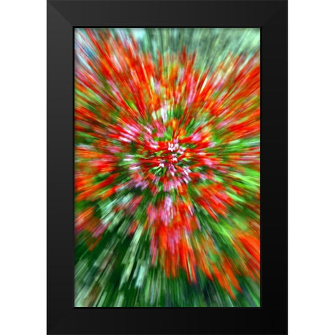 Firecracker Bush Black Modern Wood Framed Art Print by Taylor, Douglas