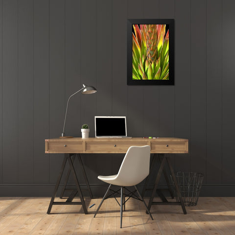 Colorful Agave I Black Modern Wood Framed Art Print by Taylor, Douglas