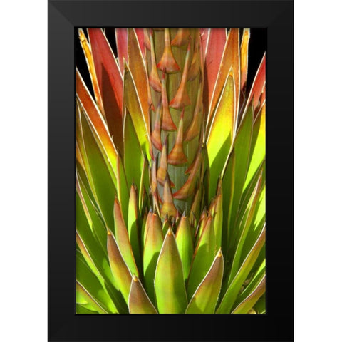 Colorful Agave I Black Modern Wood Framed Art Print by Taylor, Douglas