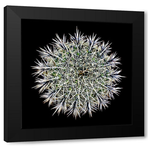 Saguaro Mandala I Black Modern Wood Framed Art Print with Double Matting by Taylor, Douglas