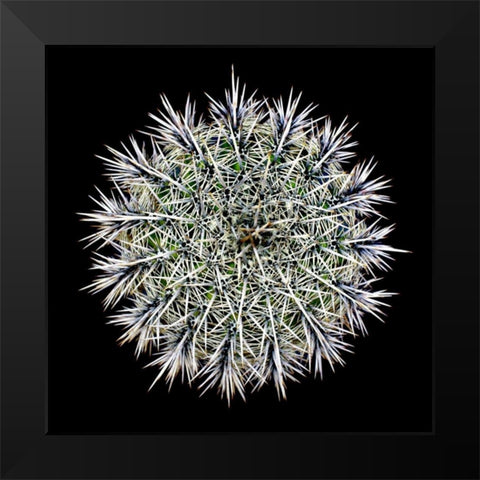 Saguaro Mandala I Black Modern Wood Framed Art Print by Taylor, Douglas