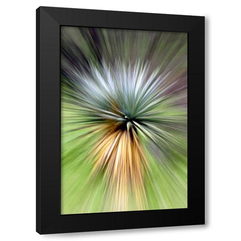 Mountain Yucca Black Modern Wood Framed Art Print with Double Matting by Taylor, Douglas