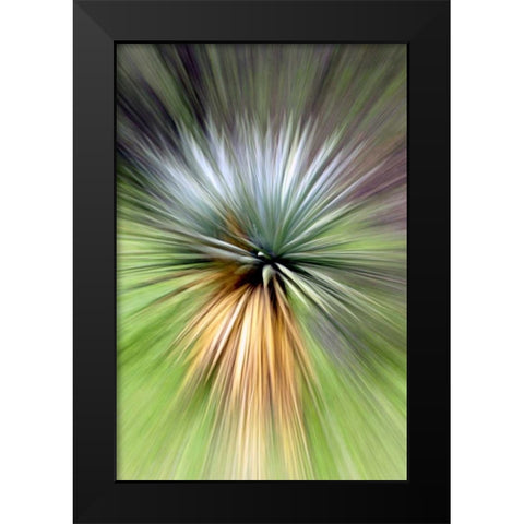 Mountain Yucca Black Modern Wood Framed Art Print by Taylor, Douglas
