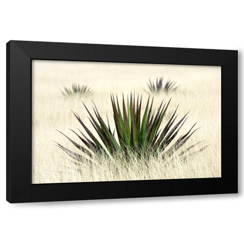 Agave I Black Modern Wood Framed Art Print with Double Matting by Taylor, Douglas