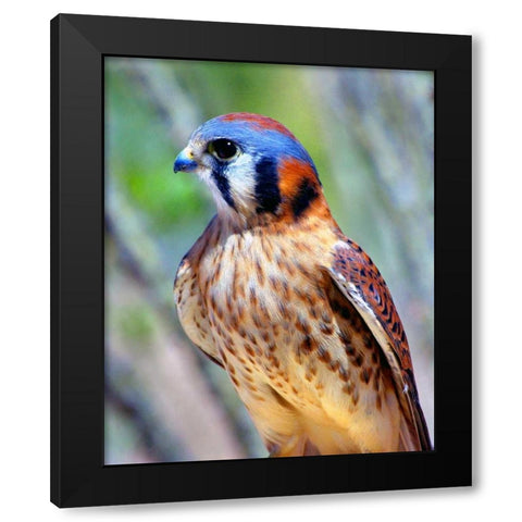 American Kestrel Black Modern Wood Framed Art Print with Double Matting by Taylor, Douglas