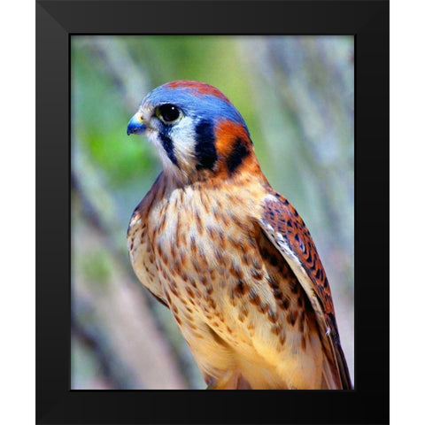 American Kestrel Black Modern Wood Framed Art Print by Taylor, Douglas