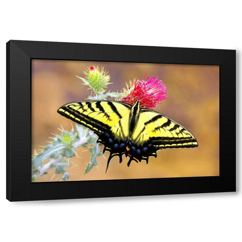 Swallowtail Black Modern Wood Framed Art Print with Double Matting by Taylor, Douglas