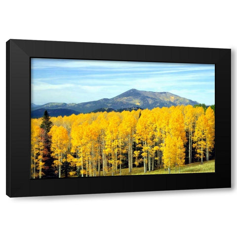 Aspens of Autumn I Black Modern Wood Framed Art Print by Taylor, Douglas