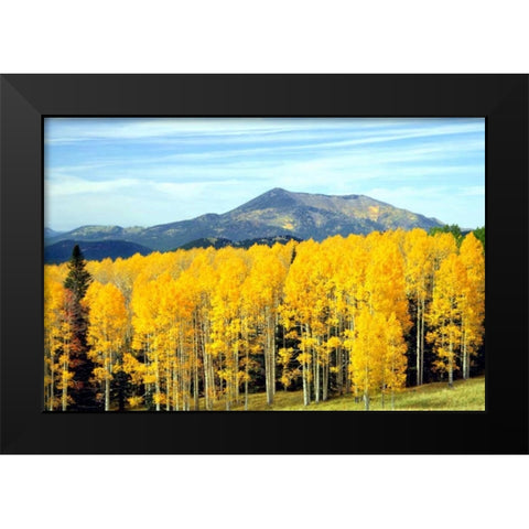 Aspens of Autumn I Black Modern Wood Framed Art Print by Taylor, Douglas