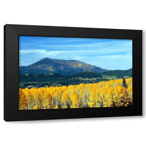 Aspens of Autumn II Black Modern Wood Framed Art Print by Taylor, Douglas