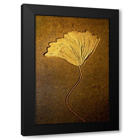 Crinoids II Black Modern Wood Framed Art Print with Double Matting by Taylor, Douglas