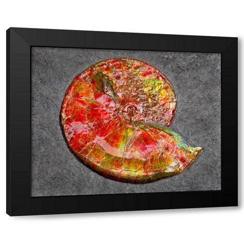Ammonite in Matrix Black Modern Wood Framed Art Print with Double Matting by Taylor, Douglas