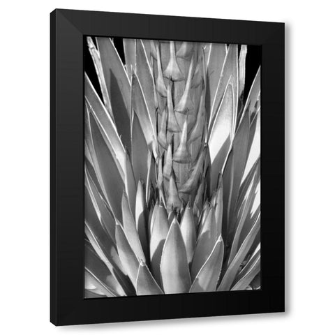 Flowering Agave BW Black Modern Wood Framed Art Print by Taylor, Douglas
