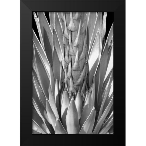 Flowering Agave BW Black Modern Wood Framed Art Print by Taylor, Douglas