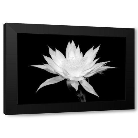 Cereus BW Black Modern Wood Framed Art Print by Taylor, Douglas