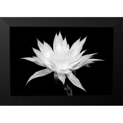 Cereus BW Black Modern Wood Framed Art Print by Taylor, Douglas
