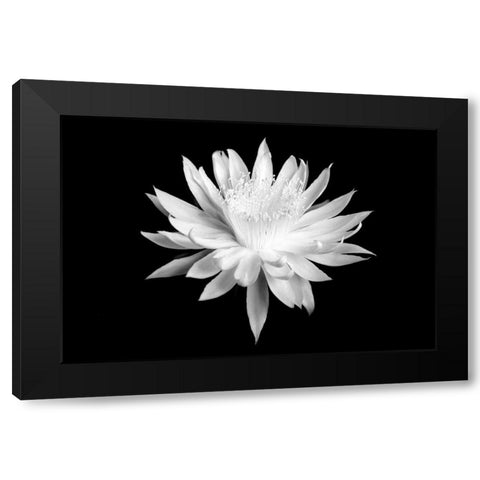 Queen of the Night BW I Black Modern Wood Framed Art Print with Double Matting by Taylor, Douglas
