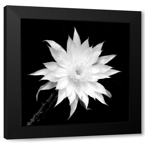 Penocereus Greggii BW Black Modern Wood Framed Art Print with Double Matting by Taylor, Douglas