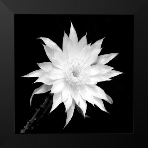 Penocereus Greggii BW Black Modern Wood Framed Art Print by Taylor, Douglas