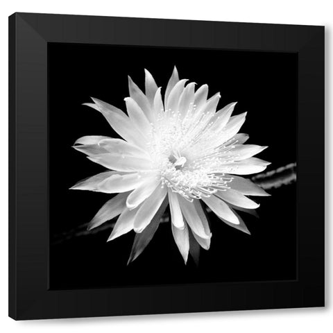 Queen of the Night BW II Black Modern Wood Framed Art Print with Double Matting by Taylor, Douglas