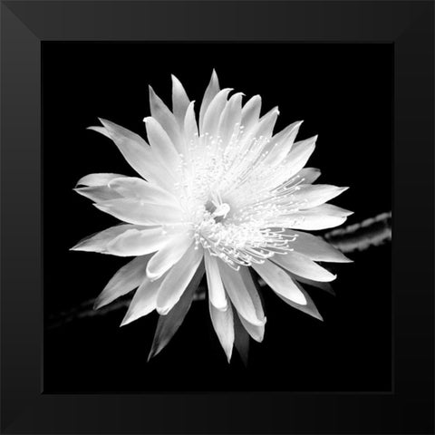 Queen of the Night BW II Black Modern Wood Framed Art Print by Taylor, Douglas