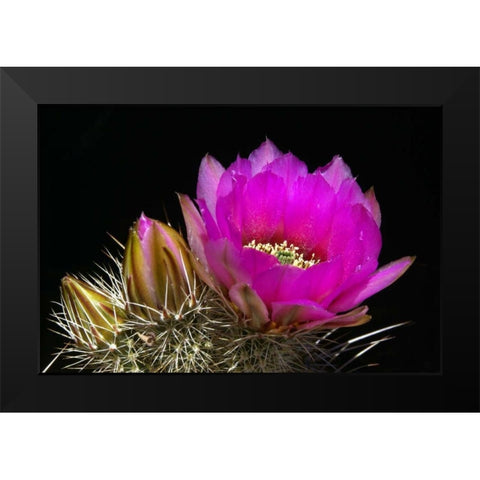 Hedgehog Flowers I Black Modern Wood Framed Art Print by Taylor, Douglas