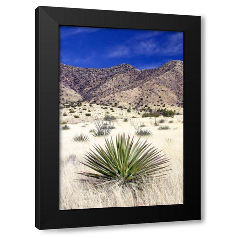 Desert Grasslands I Black Modern Wood Framed Art Print with Double Matting by Taylor, Douglas