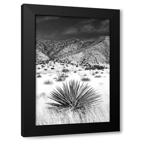 Desert Grasslands I BW Black Modern Wood Framed Art Print by Taylor, Douglas
