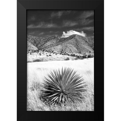 Desert Grasslands II BW Black Modern Wood Framed Art Print by Taylor, Douglas
