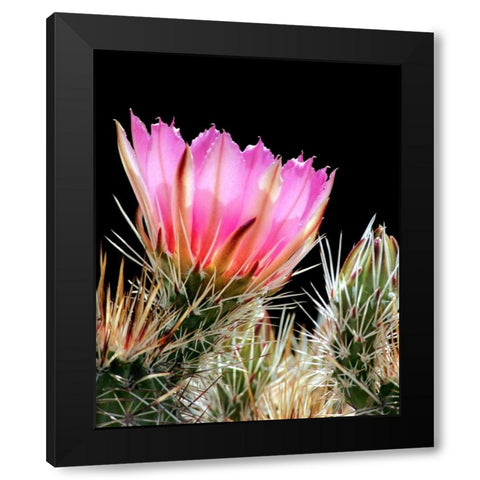 Armed and Beautiful Black Modern Wood Framed Art Print by Taylor, Douglas