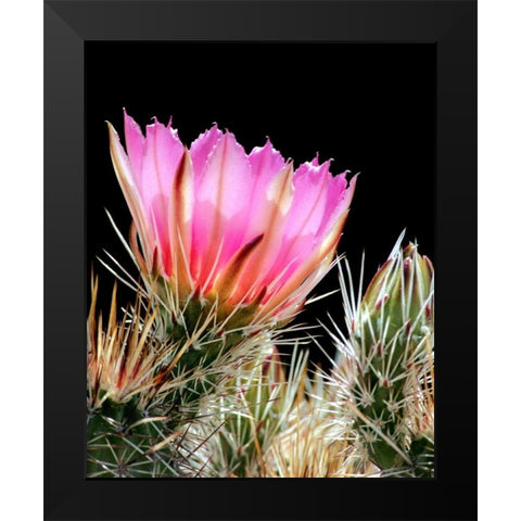 Armed and Beautiful Black Modern Wood Framed Art Print by Taylor, Douglas