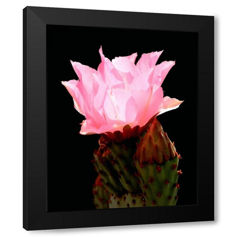 Beaver Tail Cactus Flower Black Modern Wood Framed Art Print by Taylor, Douglas