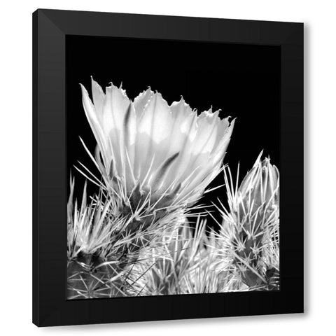Armed and Beautiful BW Black Modern Wood Framed Art Print with Double Matting by Taylor, Douglas