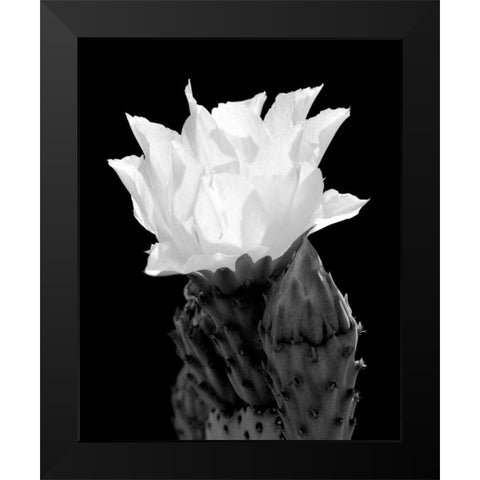 Beaver Tail Cactus Flower BW Black Modern Wood Framed Art Print by Taylor, Douglas